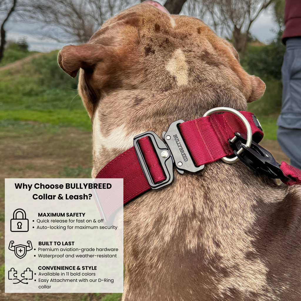 Built to last dog collar for bully breeds