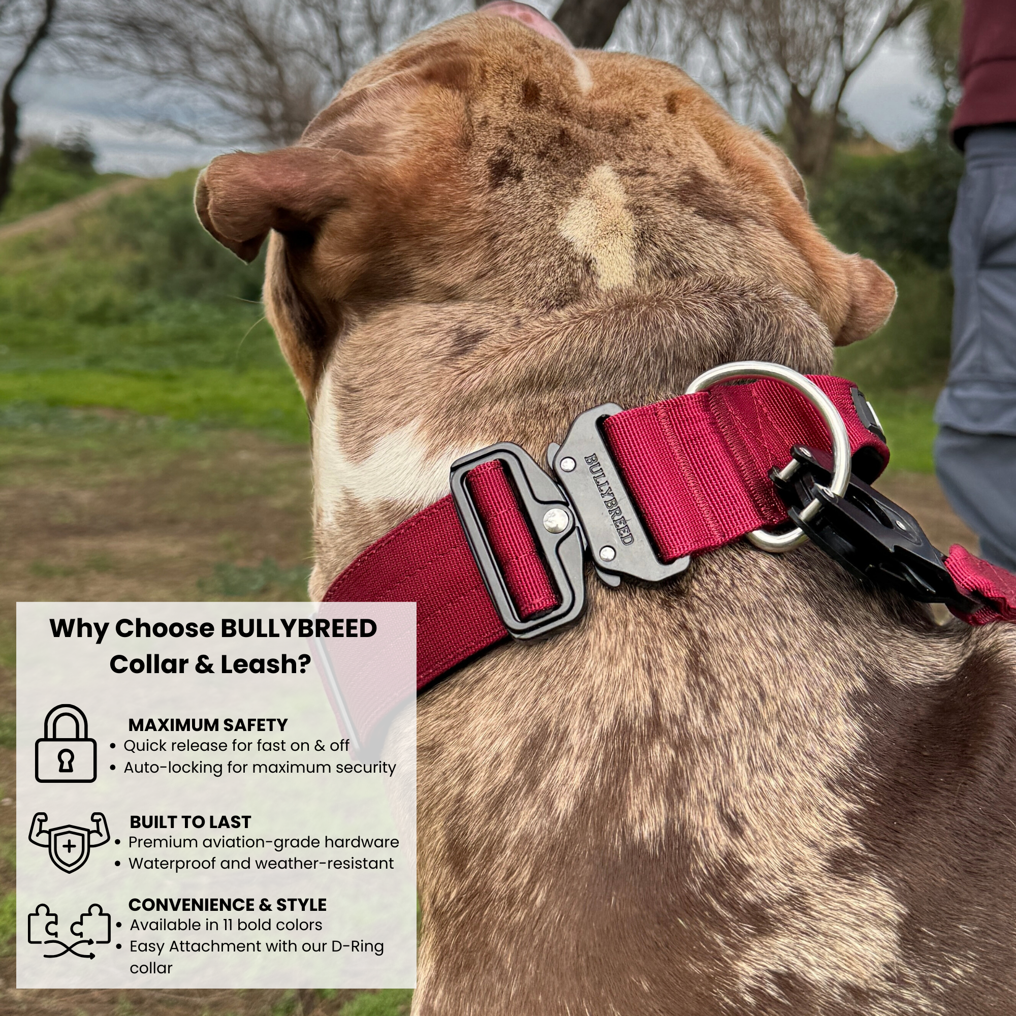 Built to last dog collar for bully breeds
