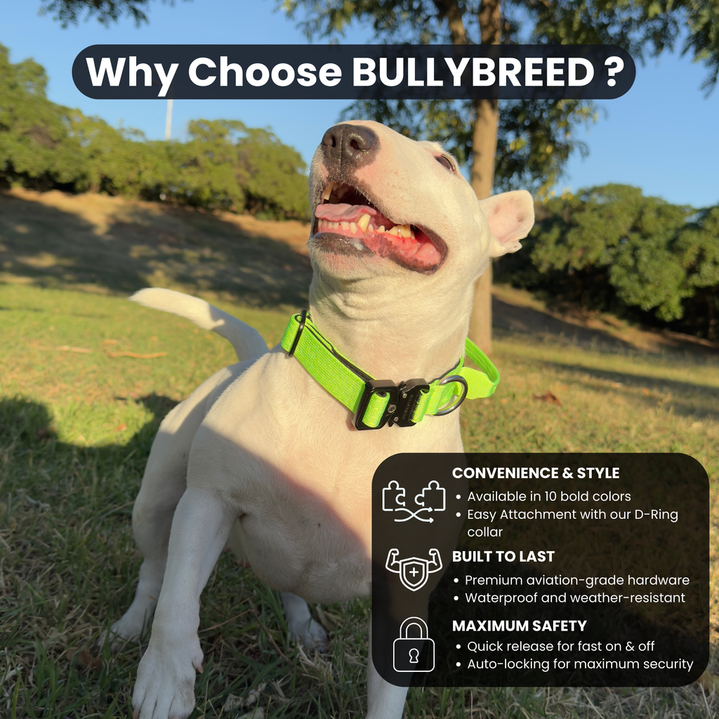 Small Dog Collar with Handle Width 1" | Adjustable Length 13.3-18.1 in