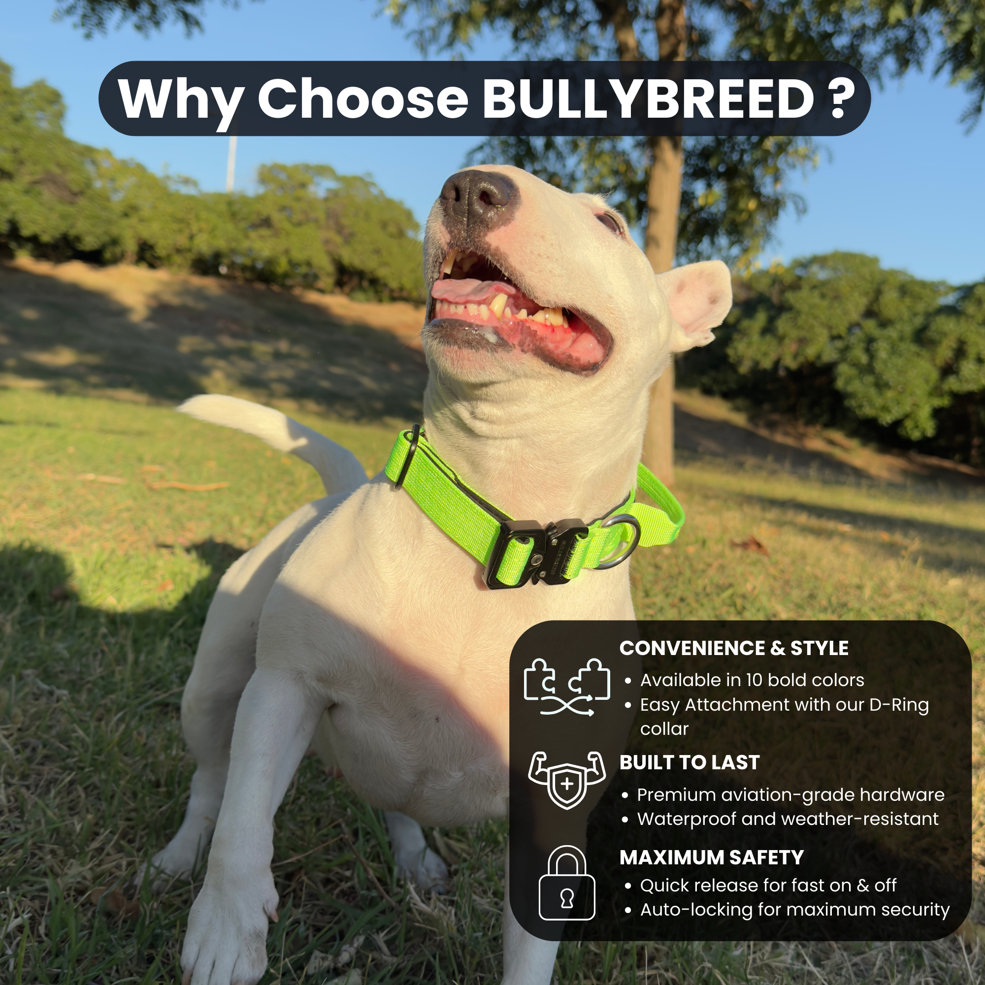 Small Dog Collar with Handle Width 1" | Adjustable Length 13.3-18.1 in