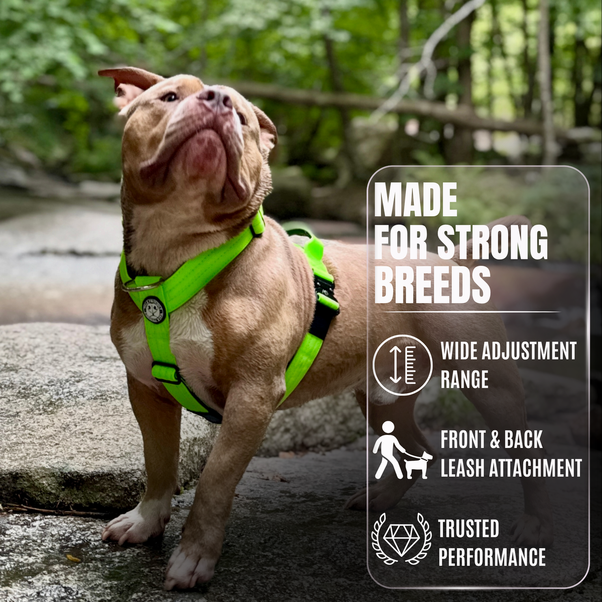 Heavy-Duty Y-Shaped Harness for Strong & Large Dogs