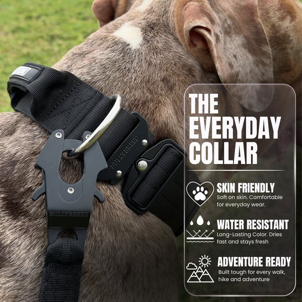 Heavy Duty Dog Collar with Handle - Black, Large