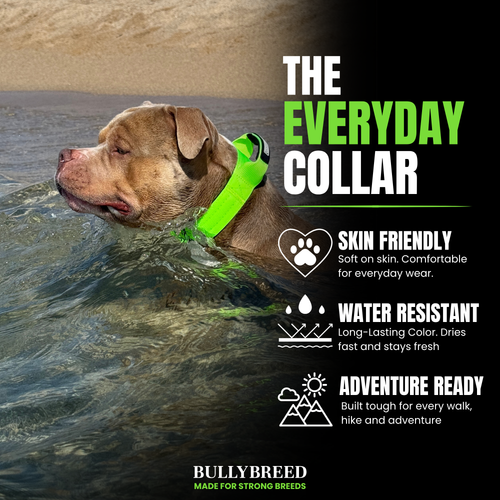 Neon green dog collar