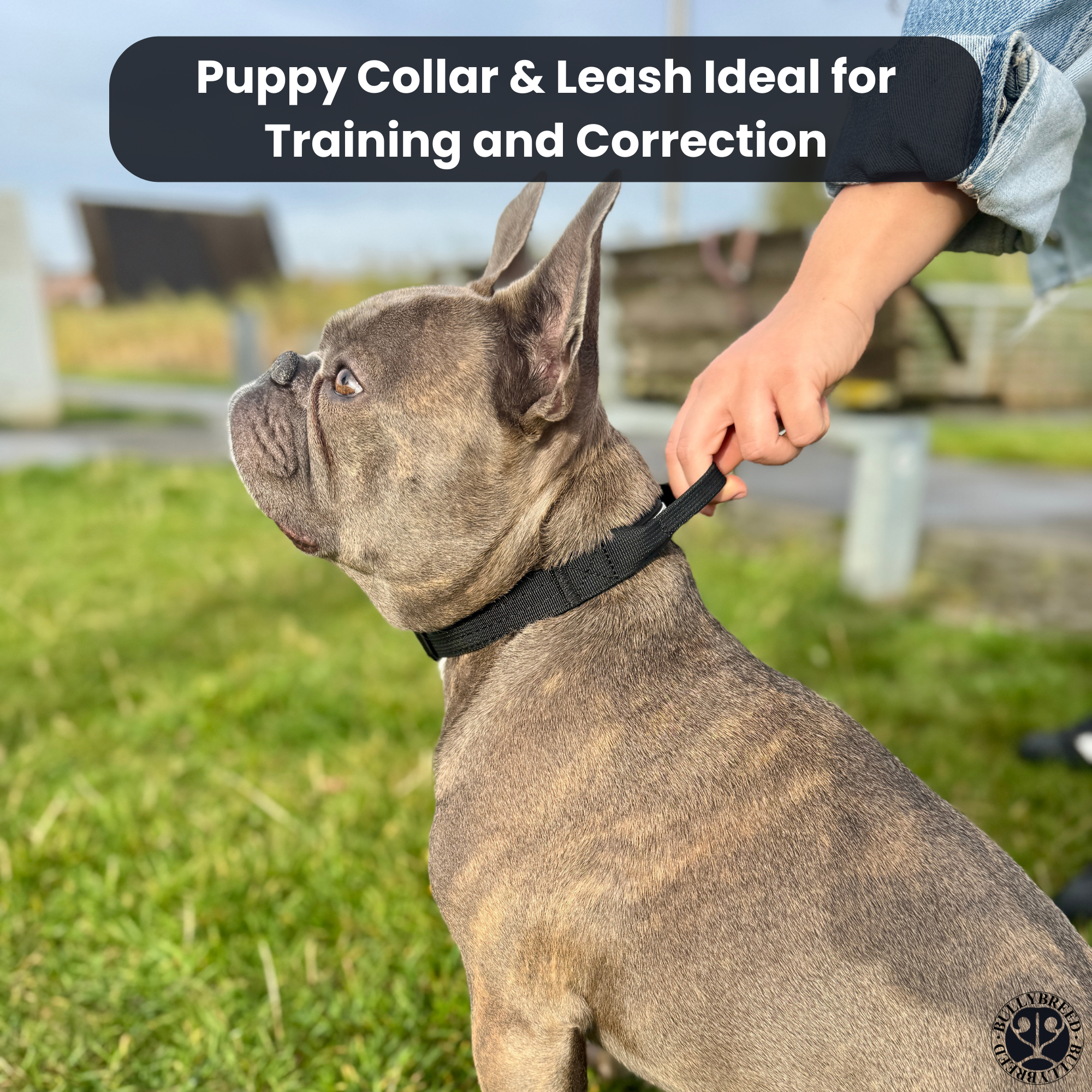 Small Dog Collar with Handle Width 1" | Adjustable Length 13.3-18.1 in