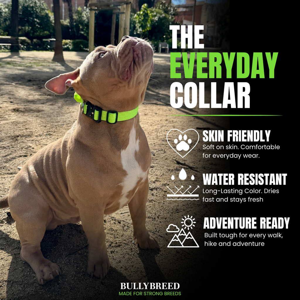 Dog collar for puppy