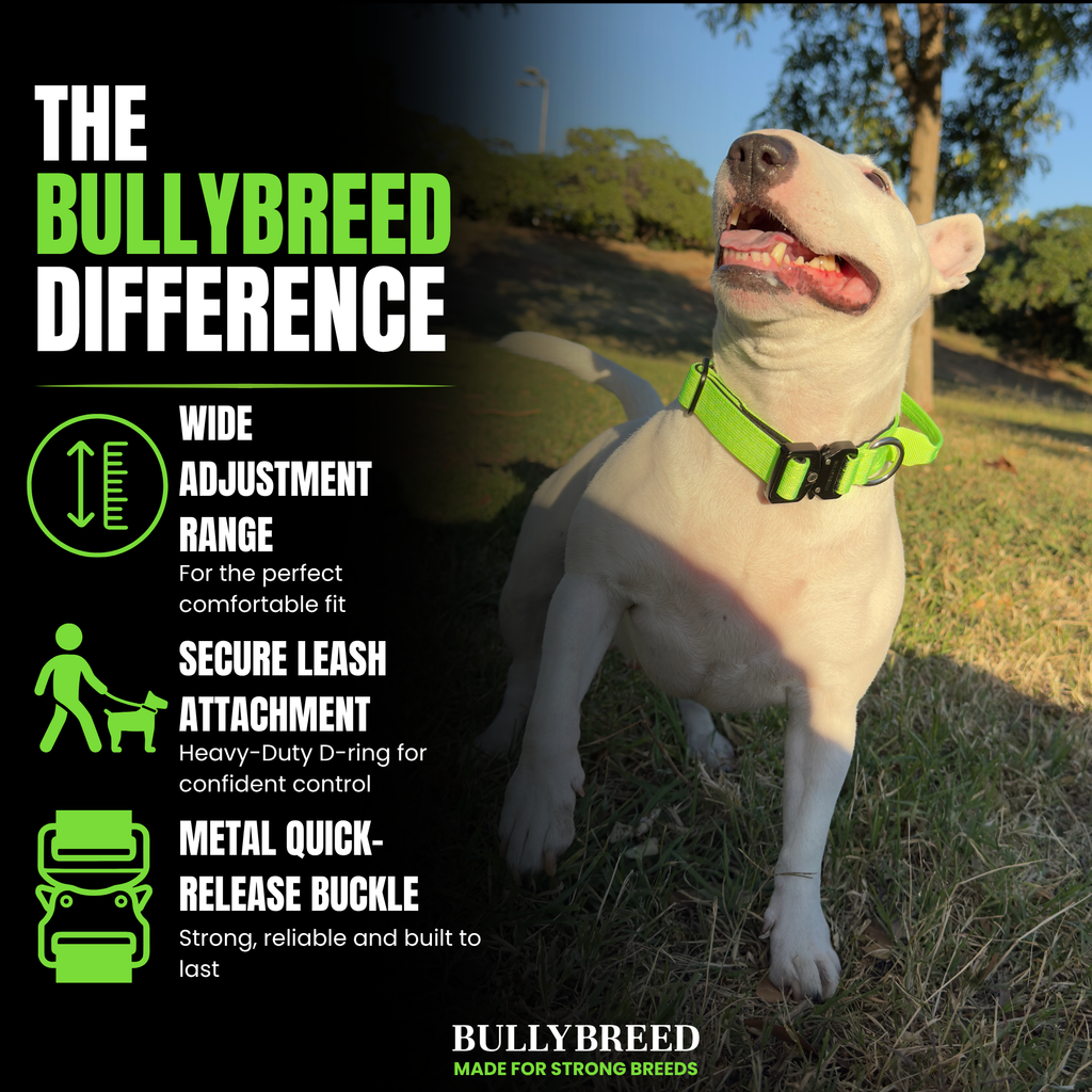 Tactical collar for small dogs