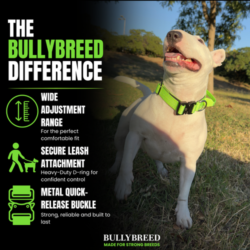 Tactical collar for small dogs