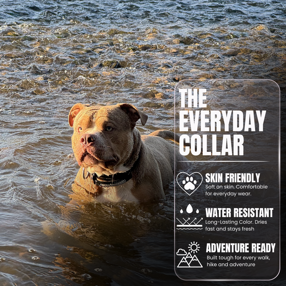 Heavy Duty Dog Collar with Handle | Medium 1.5" (3.8 cm)