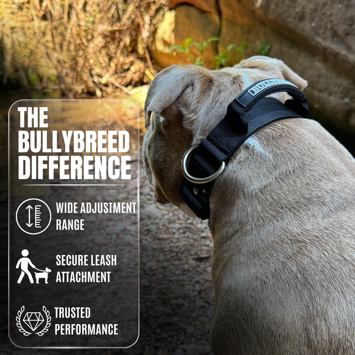 Heavy Duty Dog Collar with Handle - Black, Medium