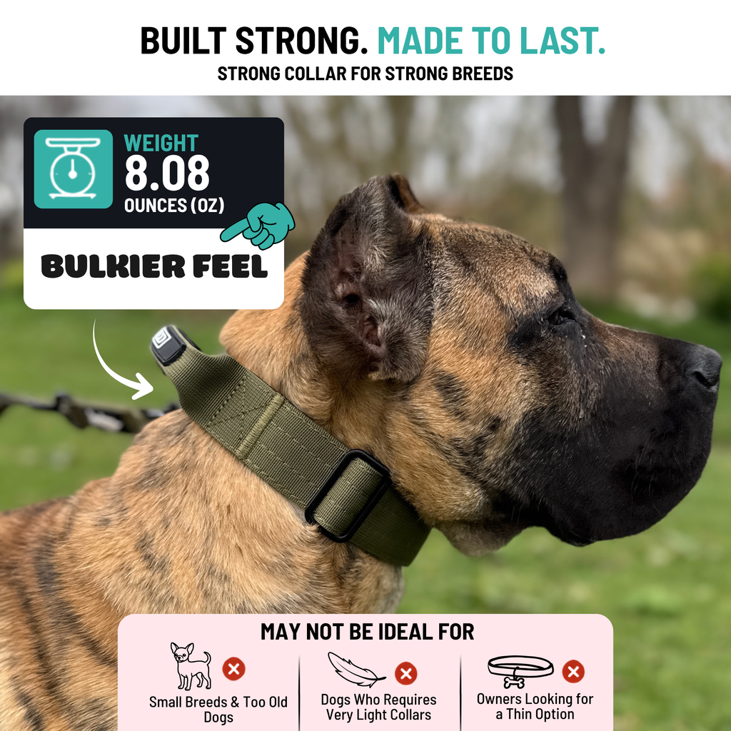Heavy Duty Dog Collar with Handle | Medium 1.5" (3.8 cm)