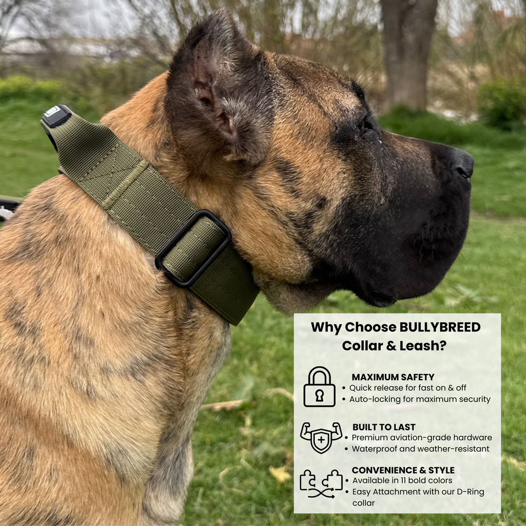 Green heavy duty dog collar