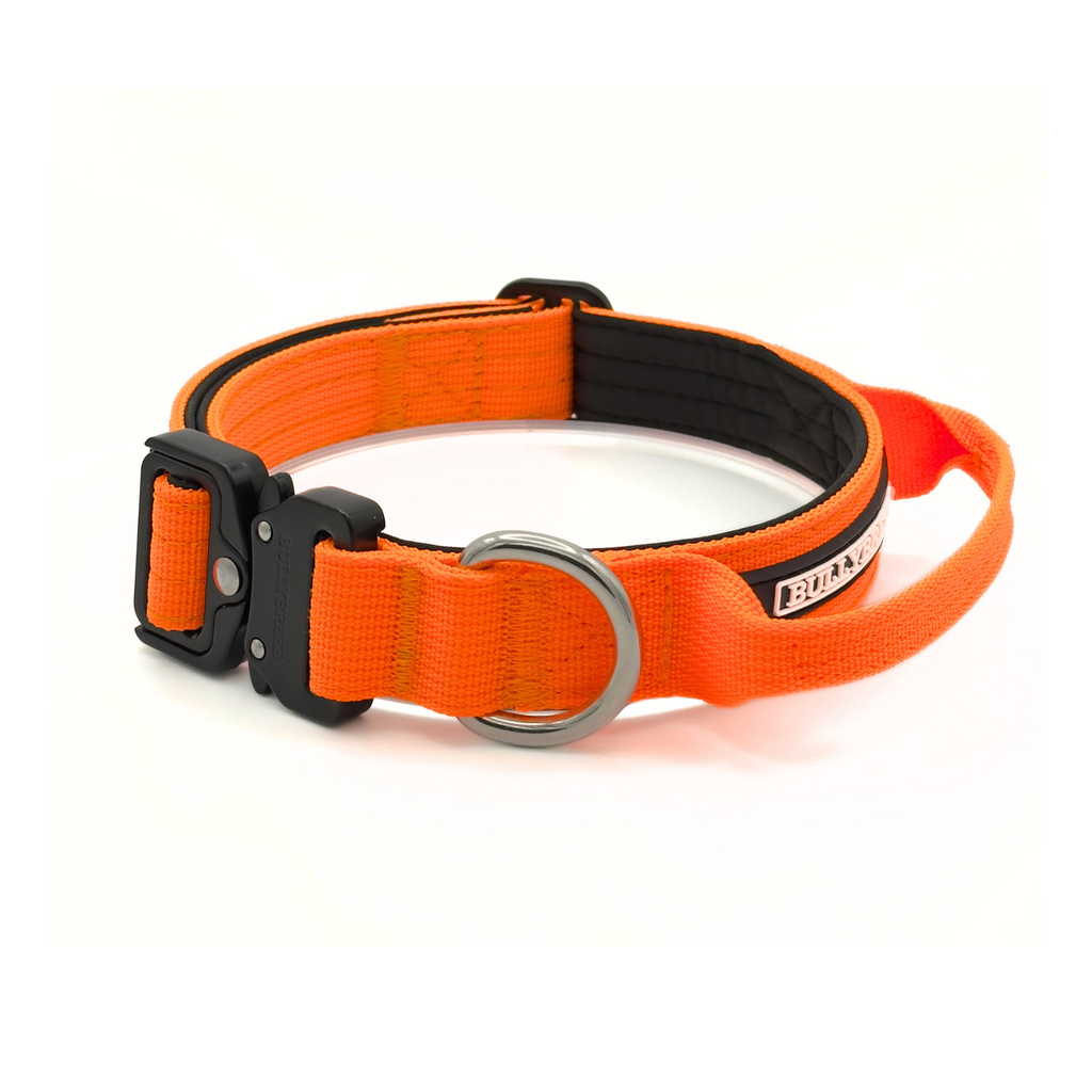 Heavy duty orange dog collar for small bully breeds