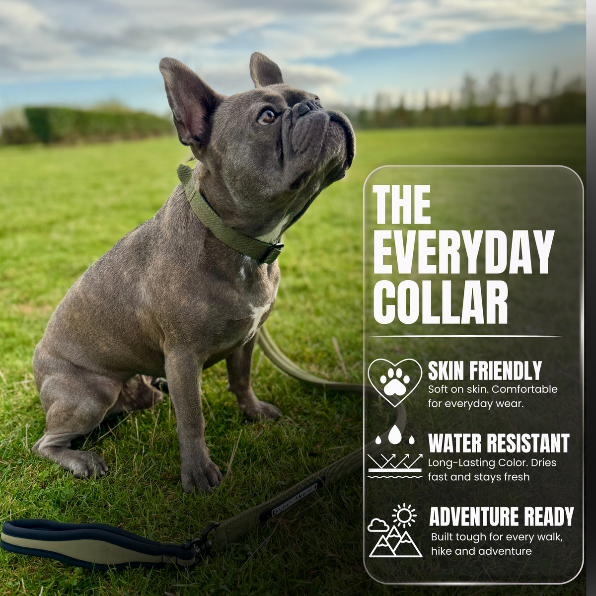 Heavy Duty Dog Collar with Handle | Small 1" (2.5 cm)