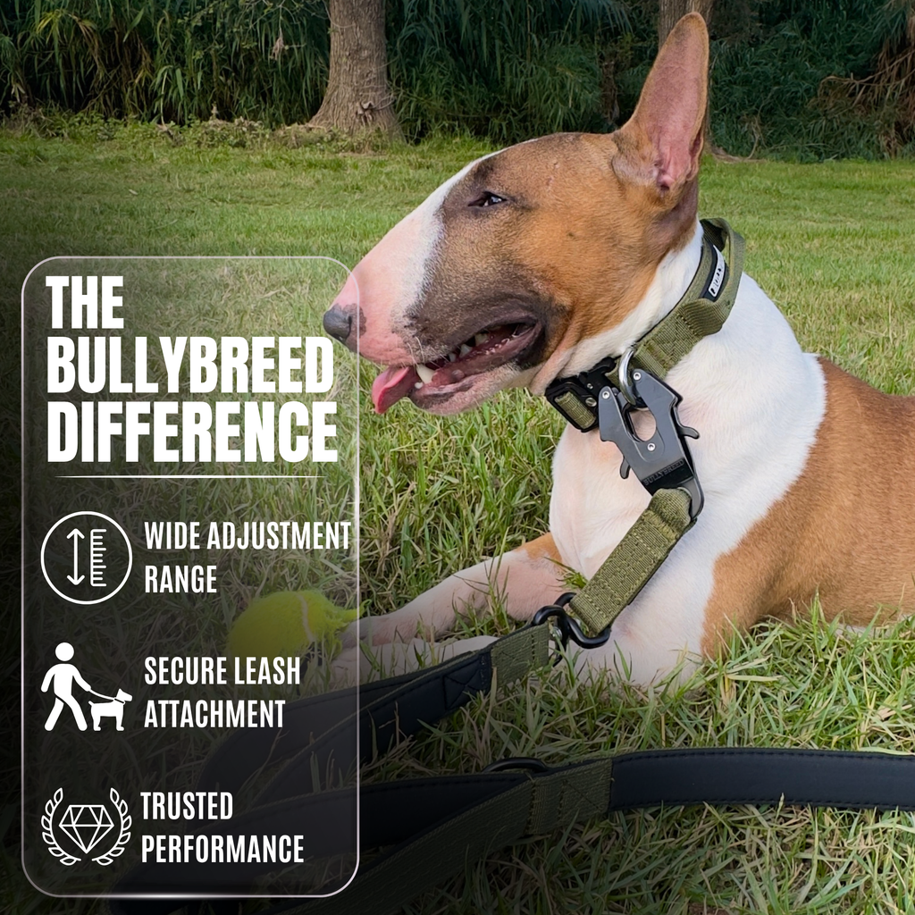 Heavy Duty Dog Collar with Handle | Small 1" (2.5 cm)
