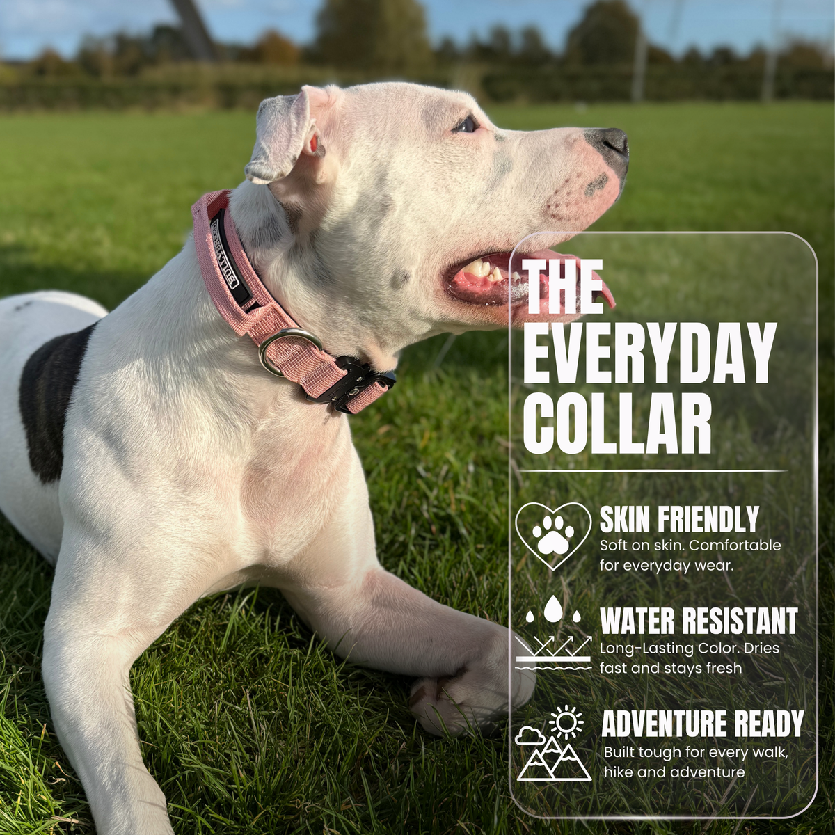 Heavy Duty Dog Collar with Handle | Small 1" (2.5 cm)