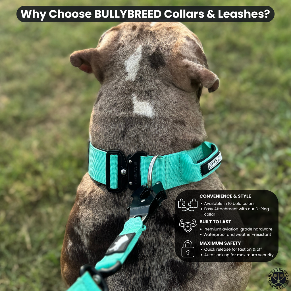 Large Dog Collar with Handle Width 2" | Adjustable Length 17.7-25.6 in