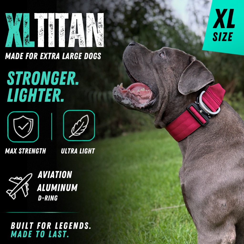 Heavy Duty Dog Collar with Handle | XL TITAN 2.7" (7 cm)