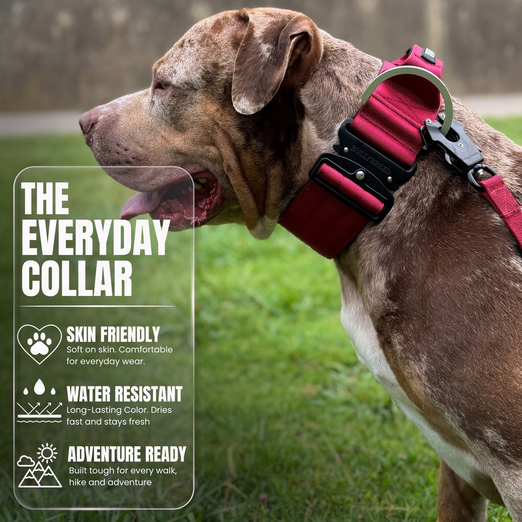Heavy Duty Dog Collar with Handle | XL TITAN 2.7" (7 cm)