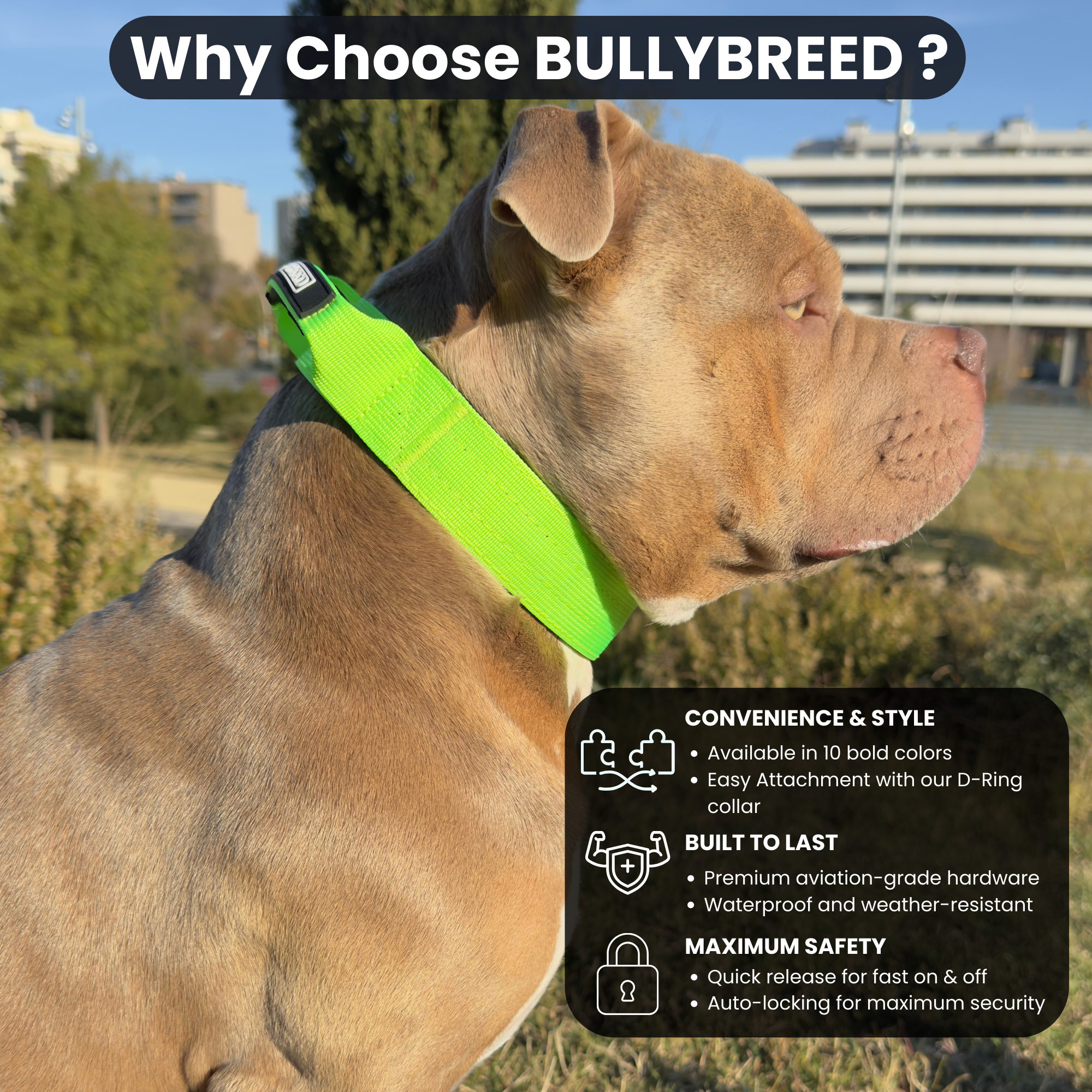 Medium Dog Collar with Handle Width 1.5" | Adjustable Length 16.9-22.8 in