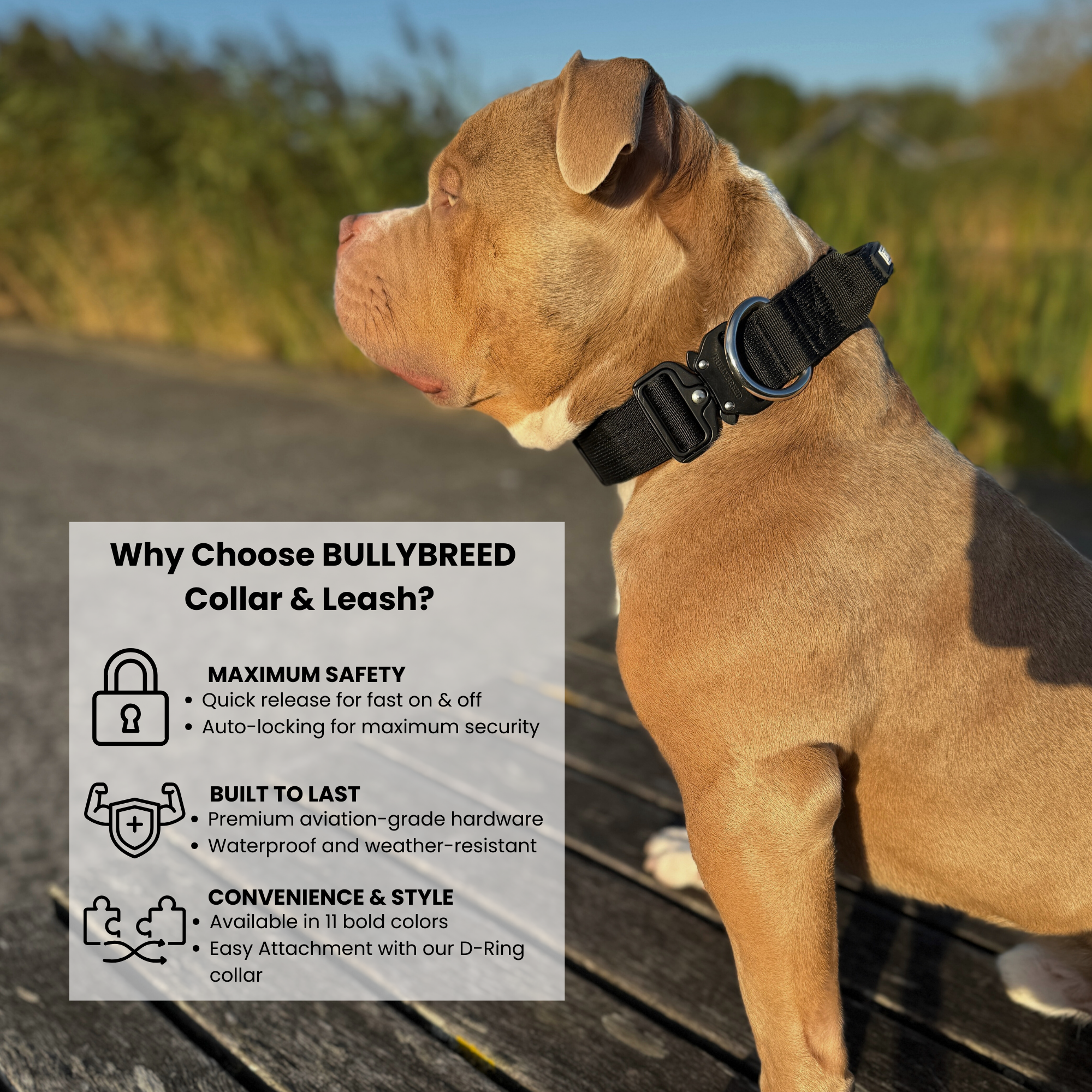Tactical dog collar for medium breeds
