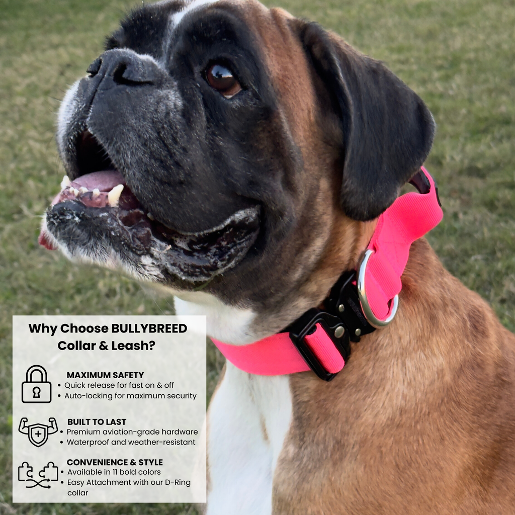 Hot pink dog collar for female bully breeds