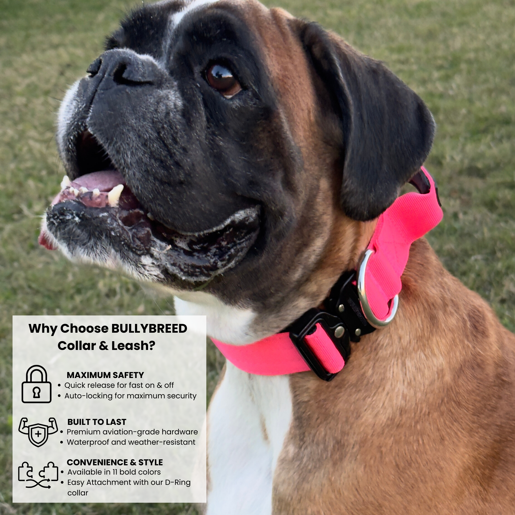 Hot pink dog collar for female bully breeds