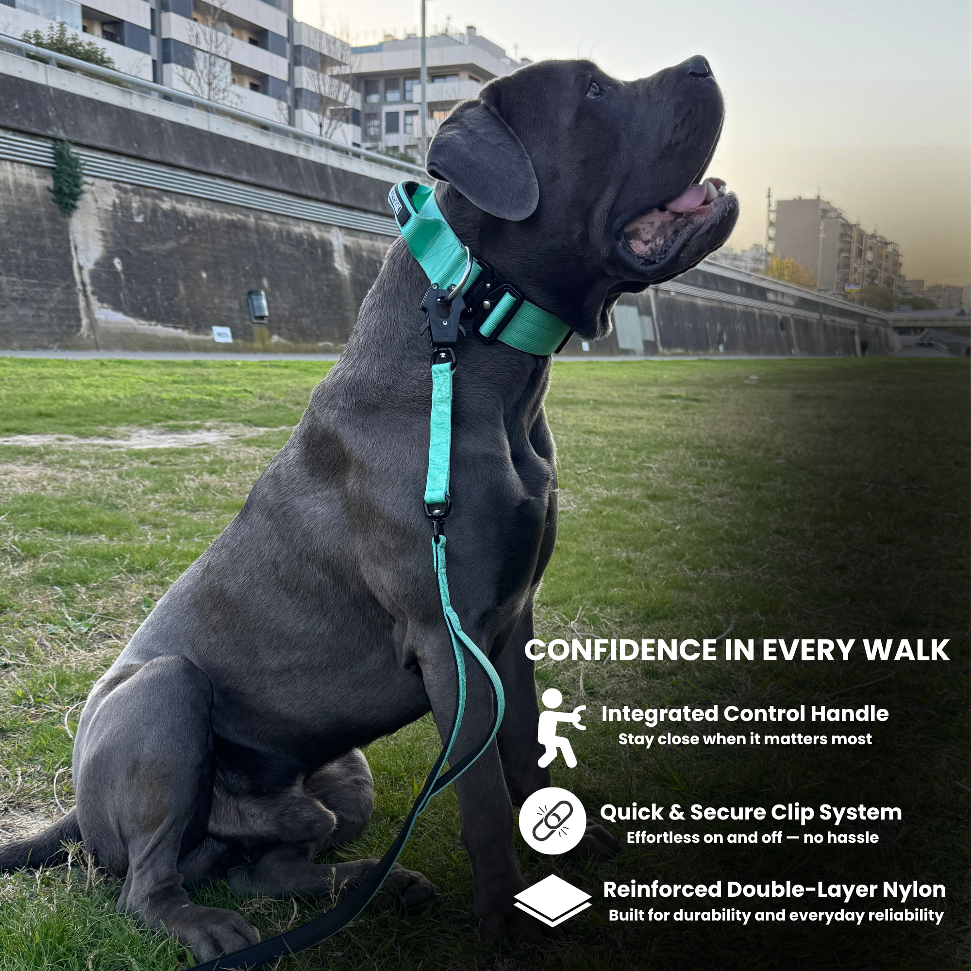 Dog wearing a green harness and leash