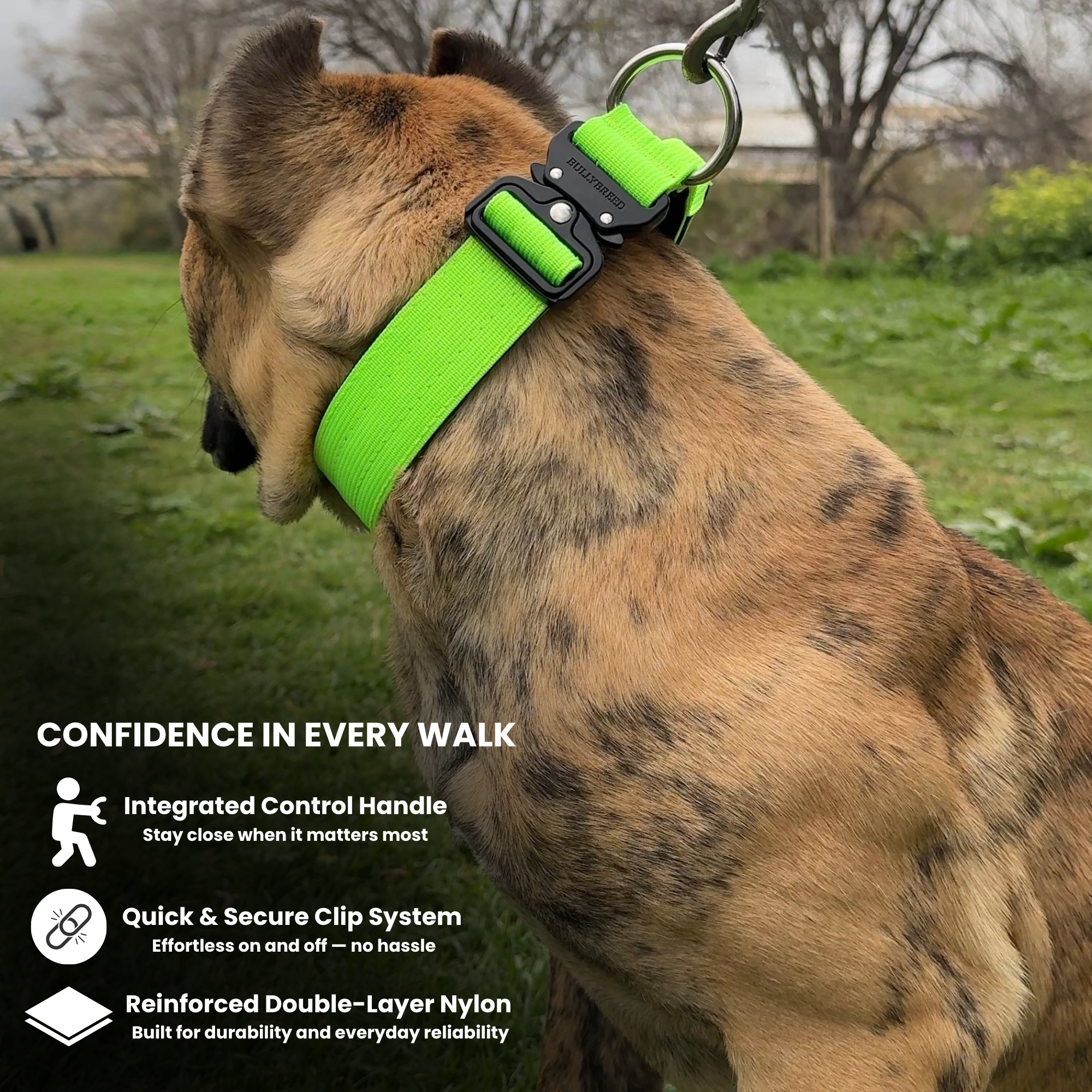 Premium dog collar