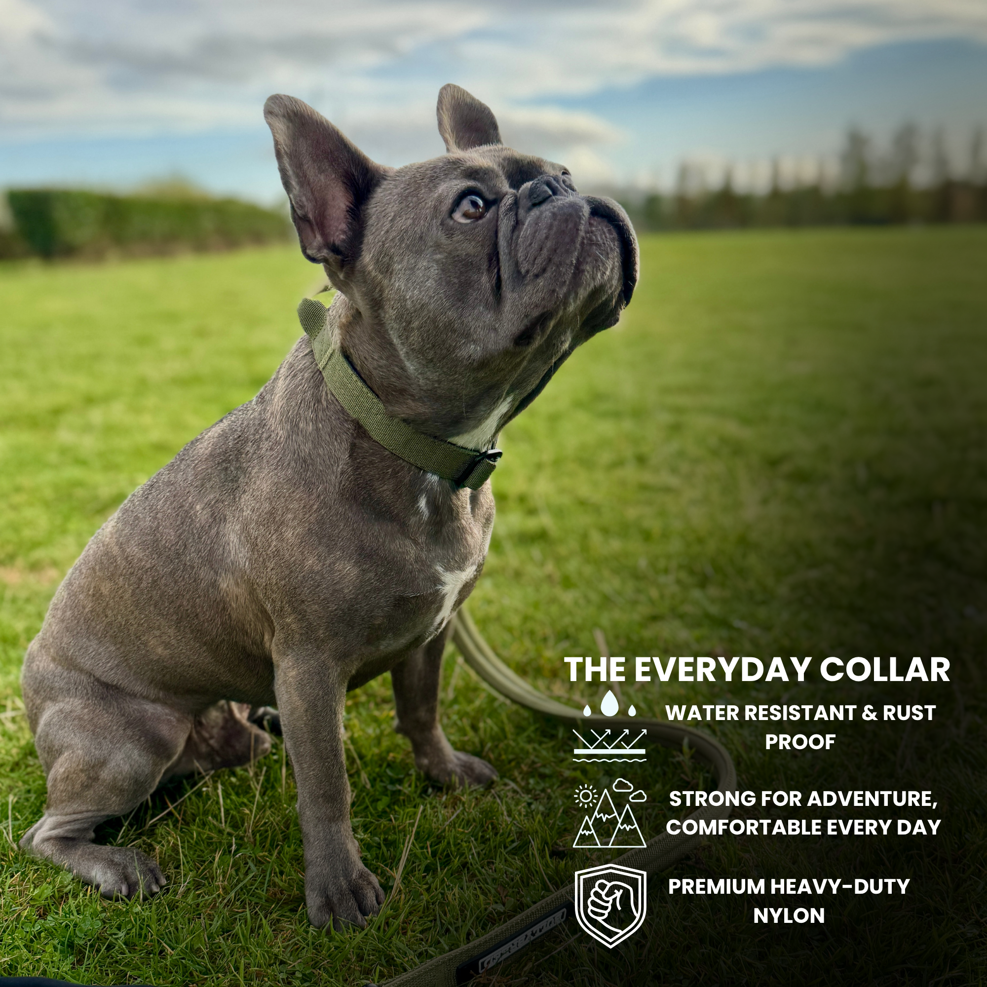 French bulldog collar