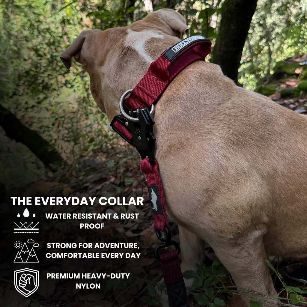 American Bully dog collar