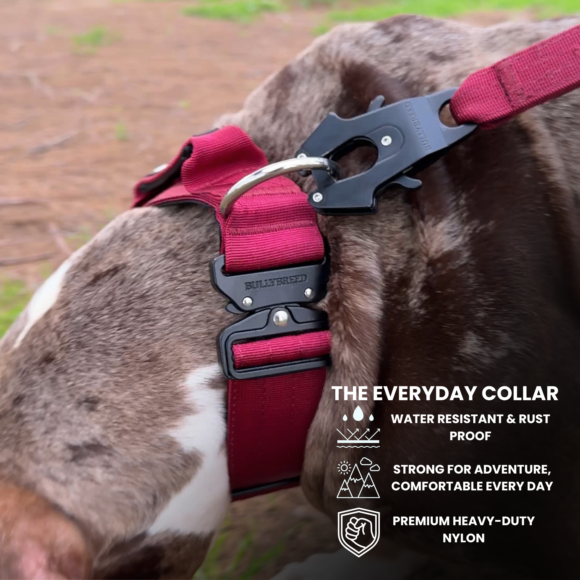 Maroon red dog collar