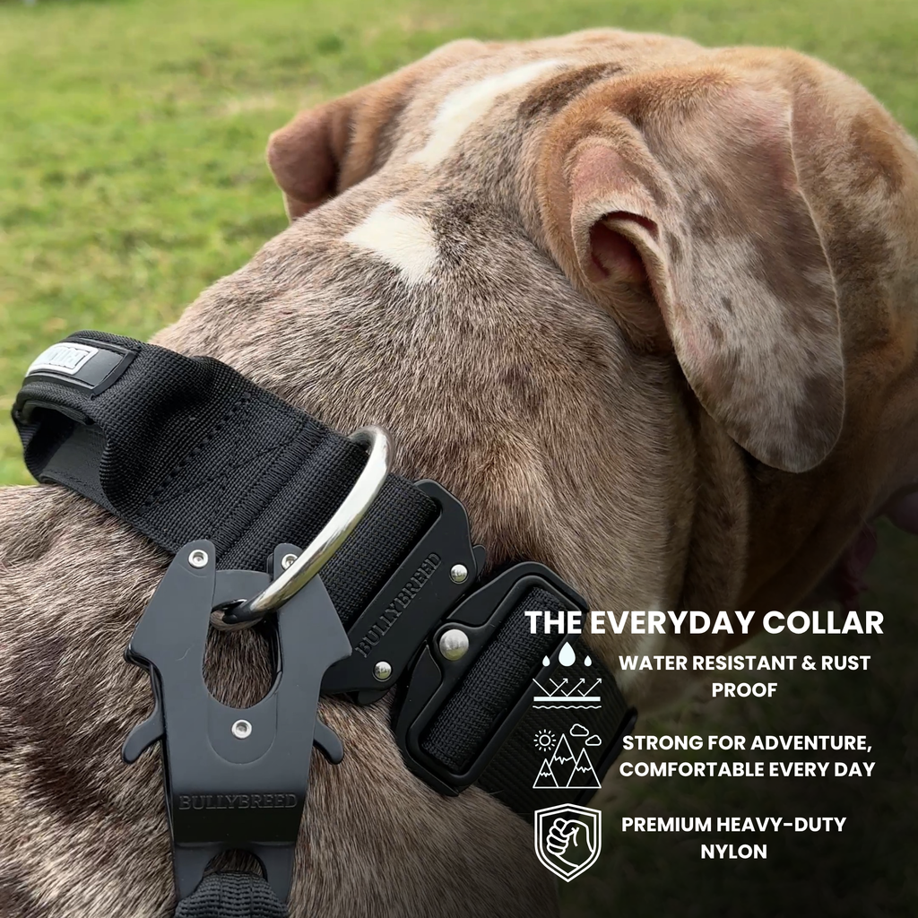 Black dog collar with handle for cane corsos