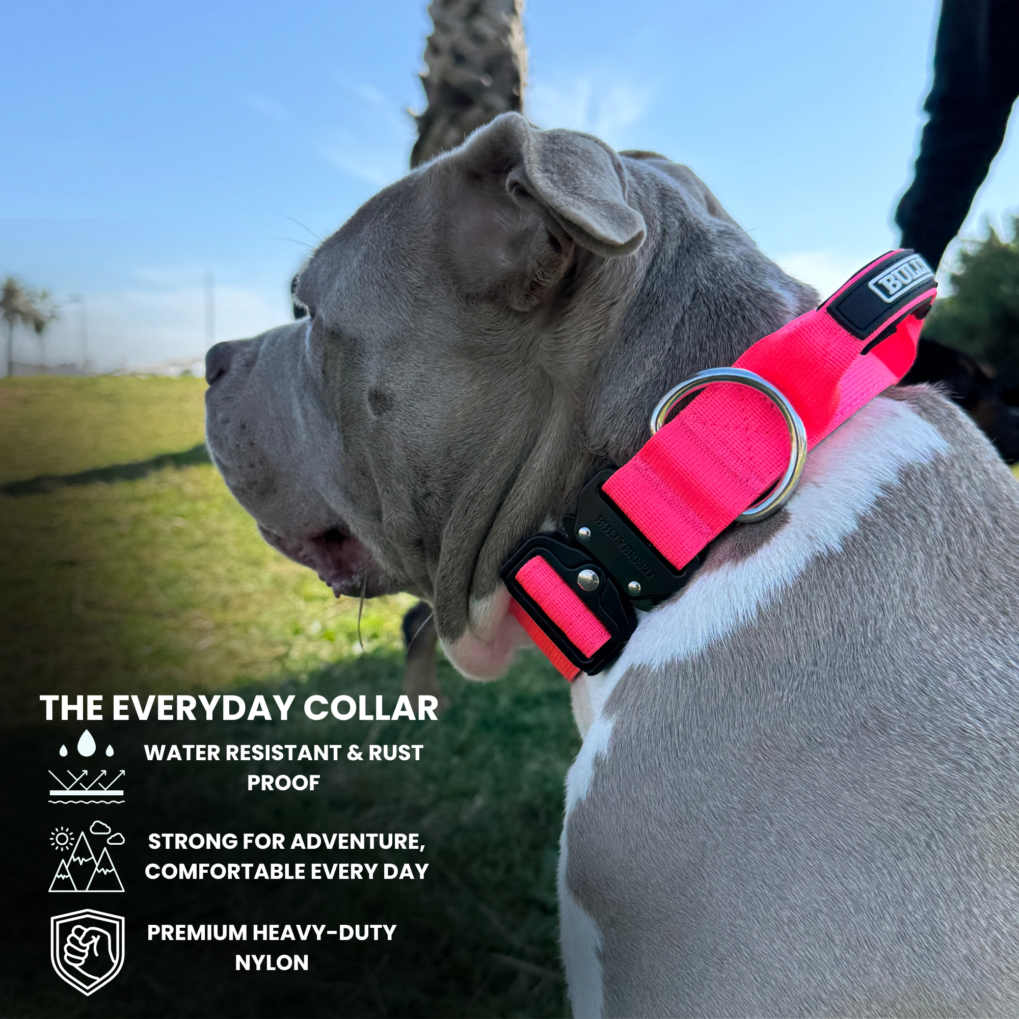 Hot pin dog collar for american bully 