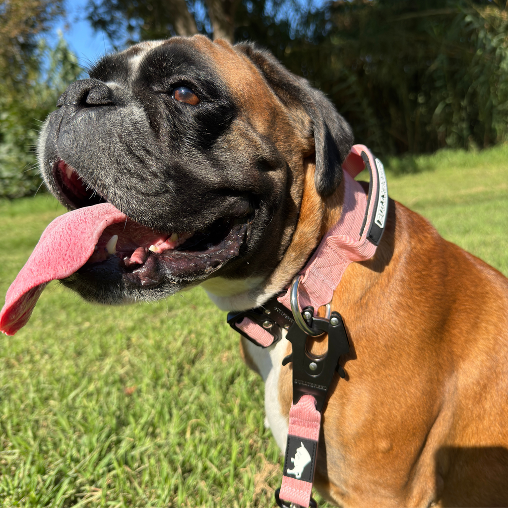 Pink dog collar with handle