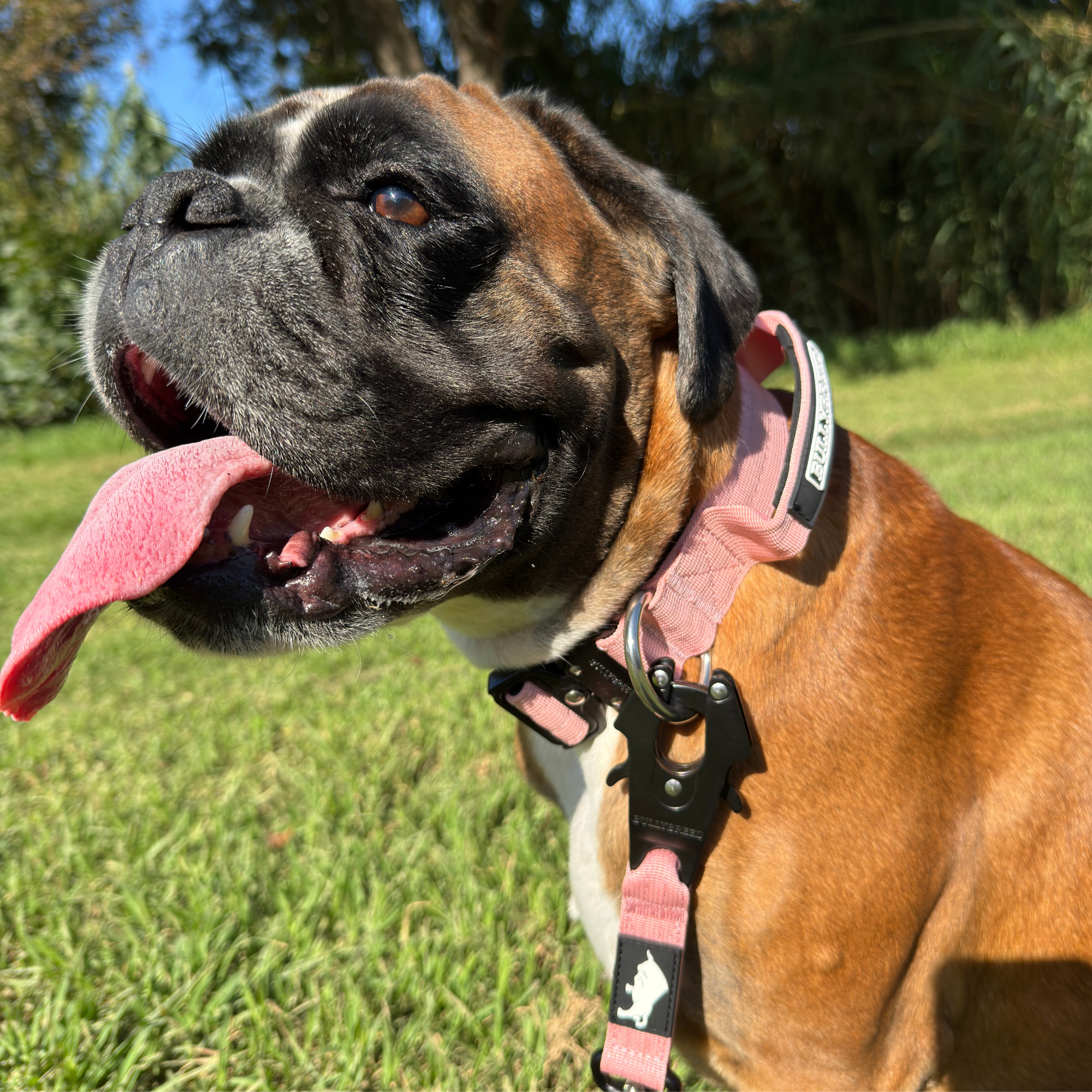 Pink dog collar with handle