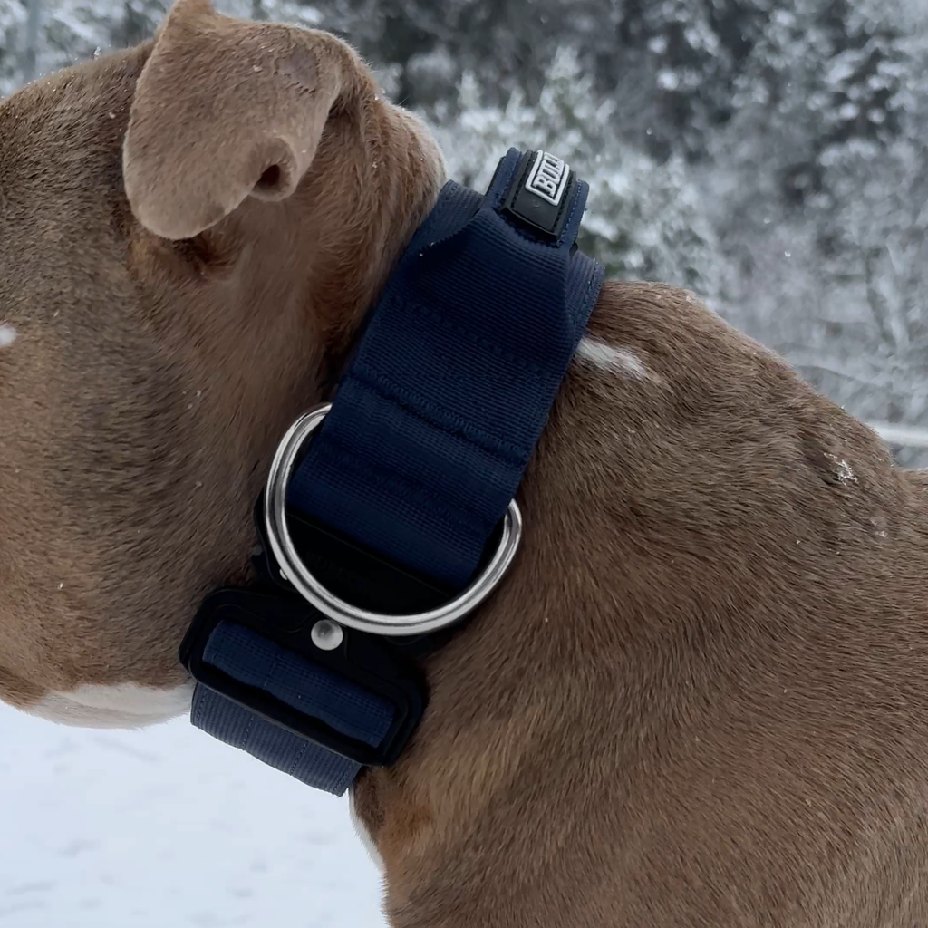 Navy blue dog collar