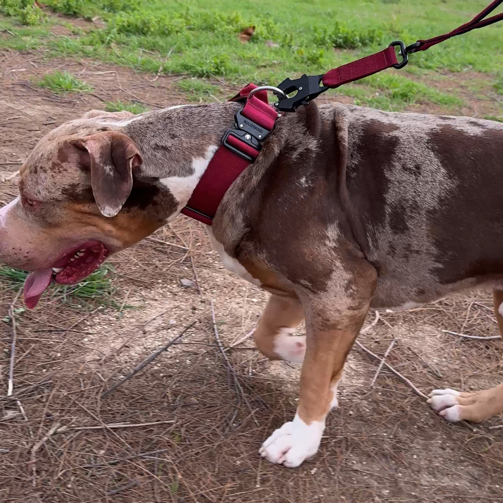 Strong dog collar