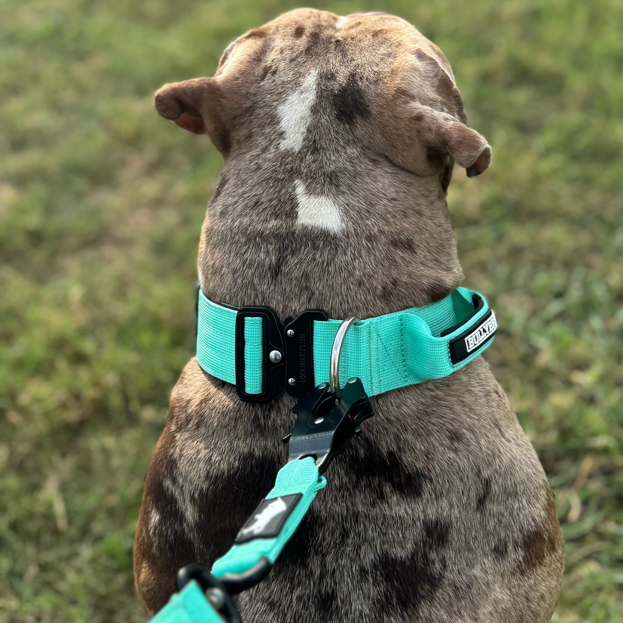 Tactical dog collar