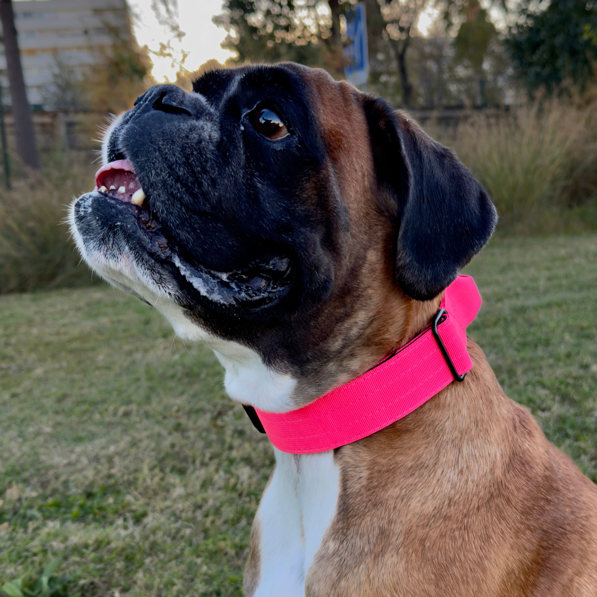 Dog collar for boxer dog