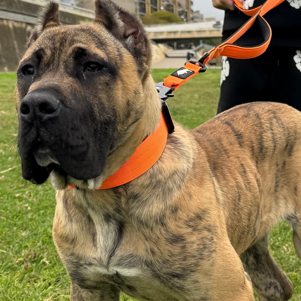 Orange dog collar for strong dogs 