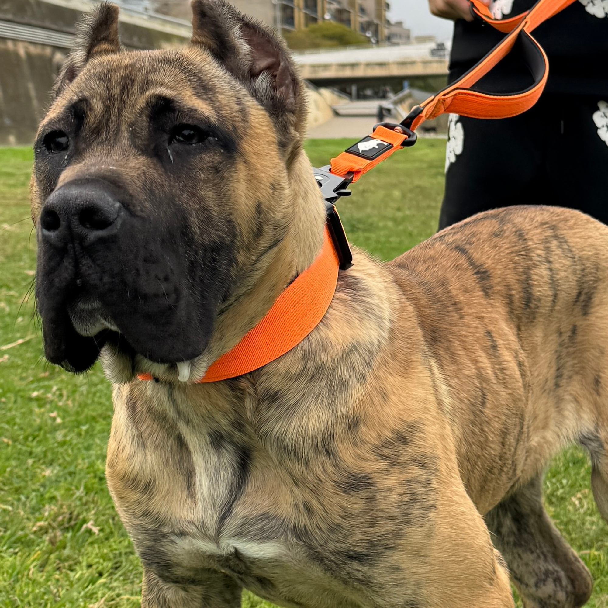 Orange dog collar for strong dogs 