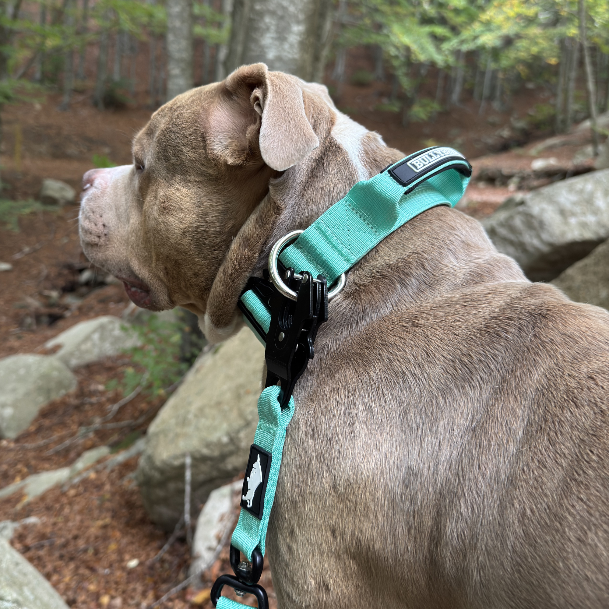 dog collar with handle for medium bully breeds