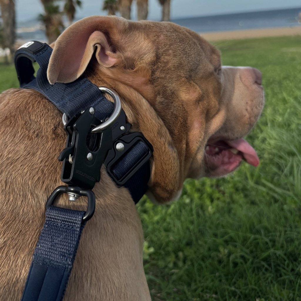 Navy blue dog collar with handle