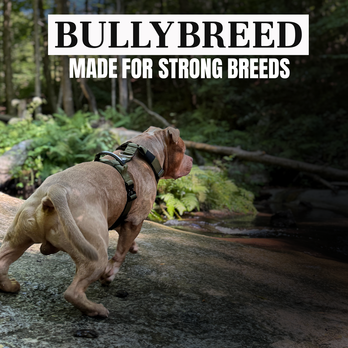 Heavy-Duty Y-Shaped Harness for Strong & Large Dogs