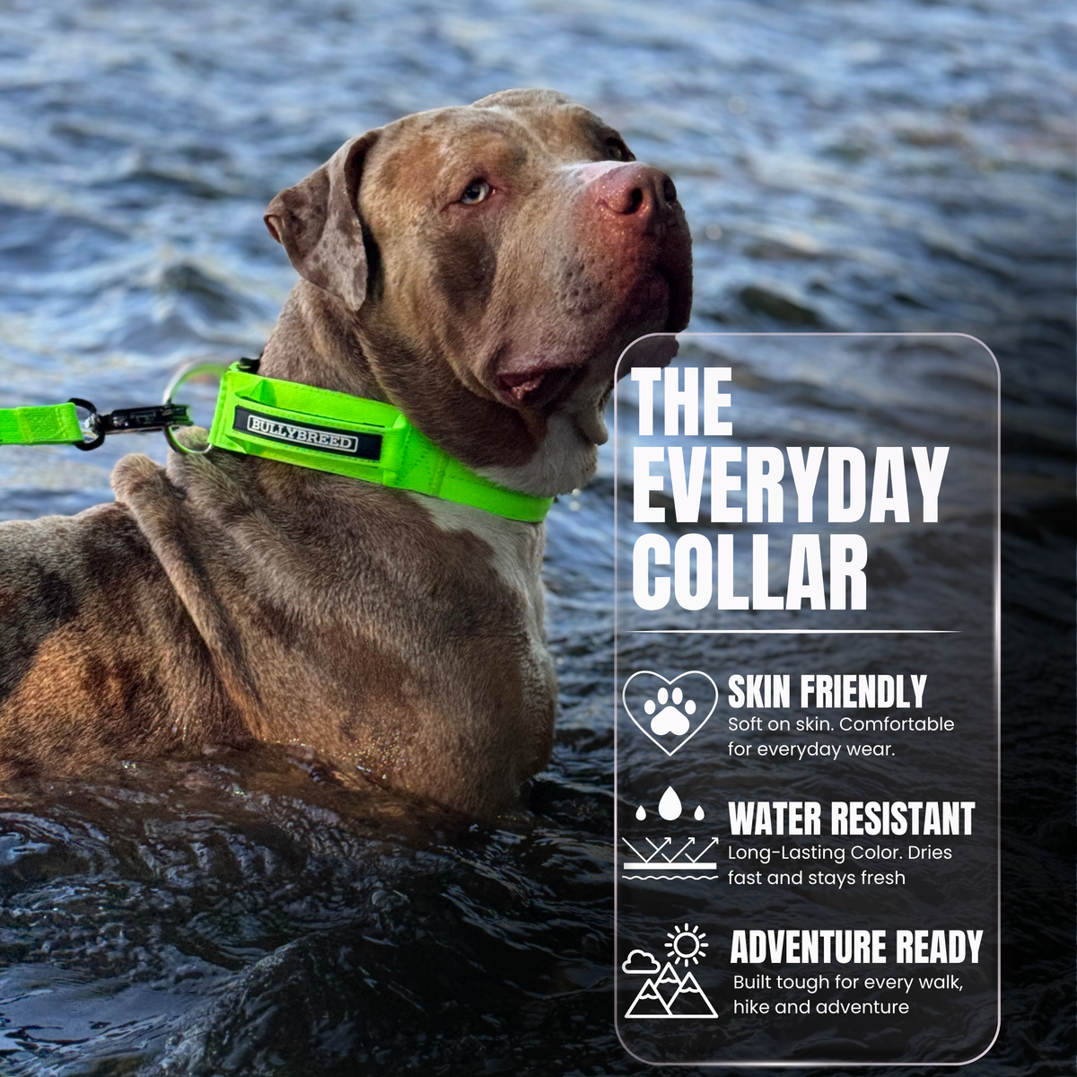 BULLYBREED E-Gift Card