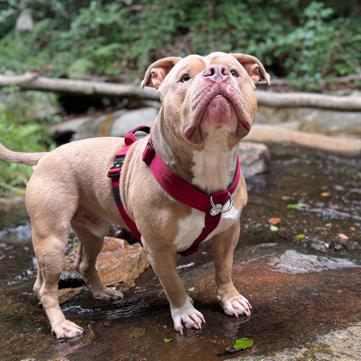 Heavy-Duty Y-Shaped Harness for Strong & Large Dogs