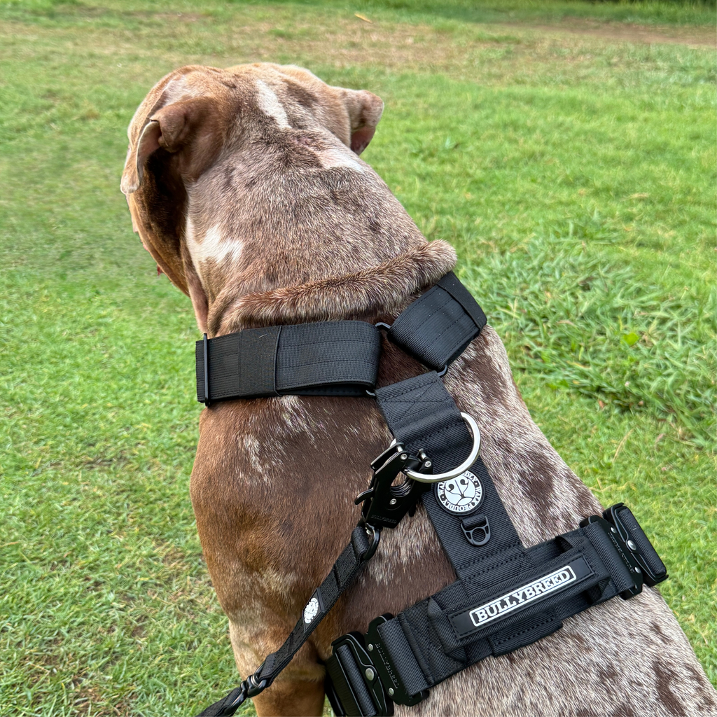 Heavy-Duty Y-Shaped Harness for Strong & Large Dogs