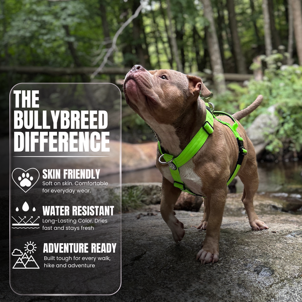 Heavy-Duty Y-Shaped Harness for Strong & Large Dogs