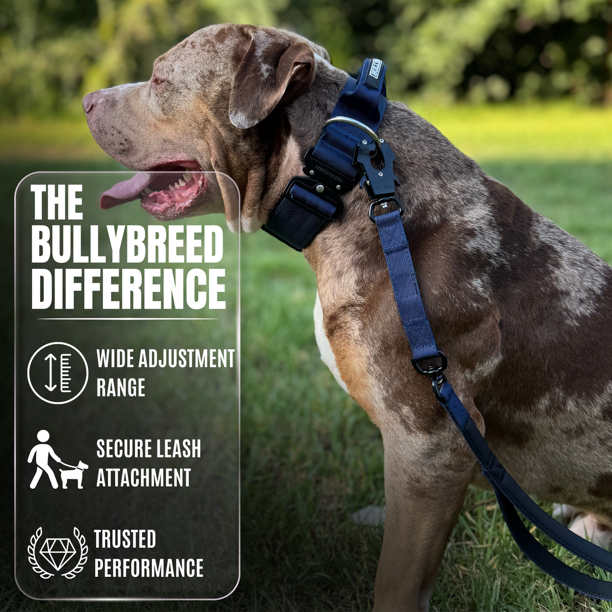 Heavy Duty Dog Collar with Handle | Large 2" (5 cm)