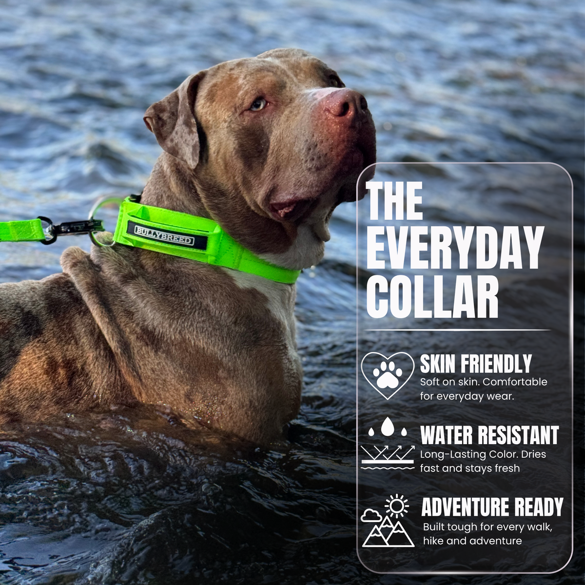 Heavy Duty Dog Collar with Handle | Large 2" (5 cm)